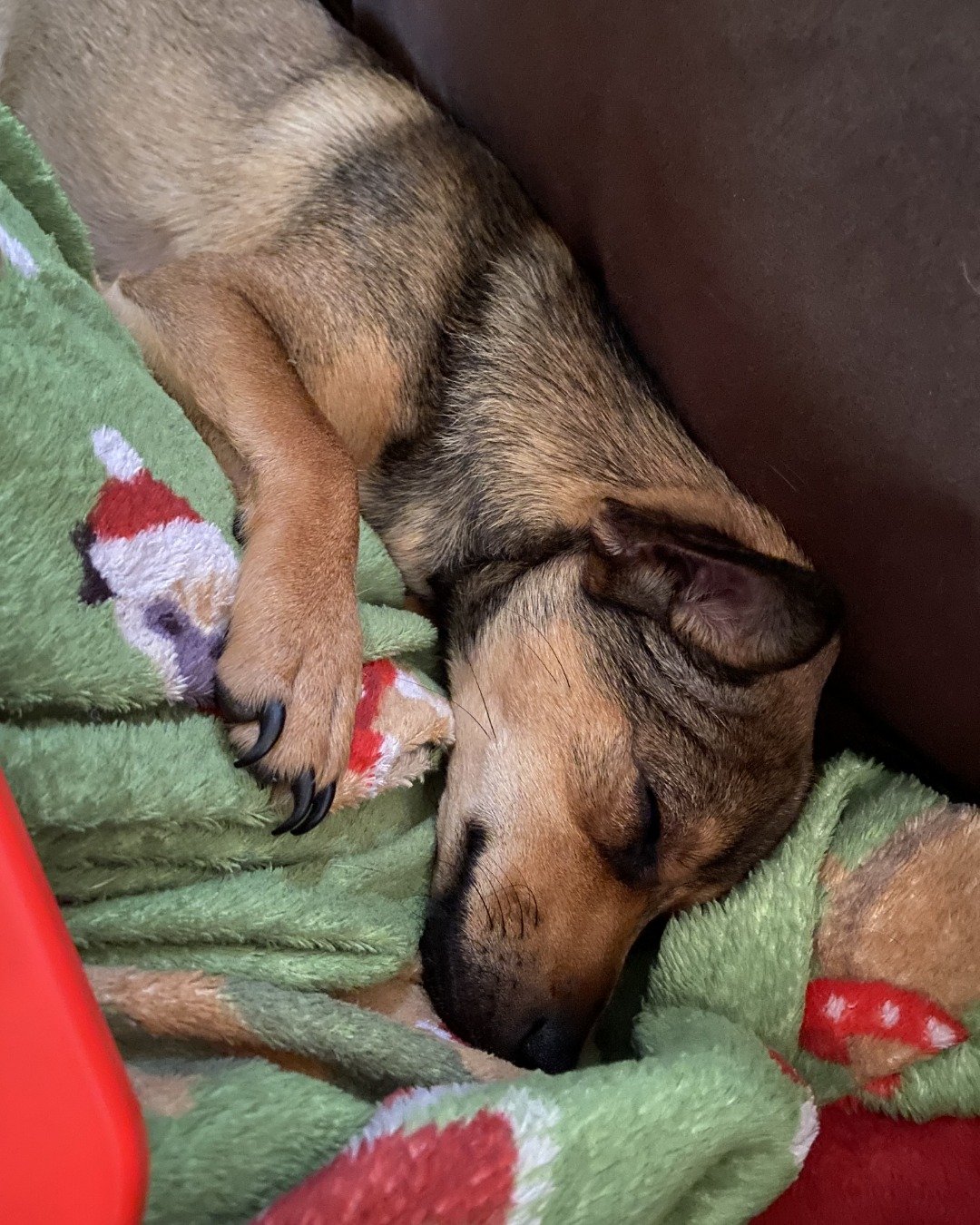 joy the female Chihuahua. Person, Sleeping, Dog, Puppy, Blanket, Hound