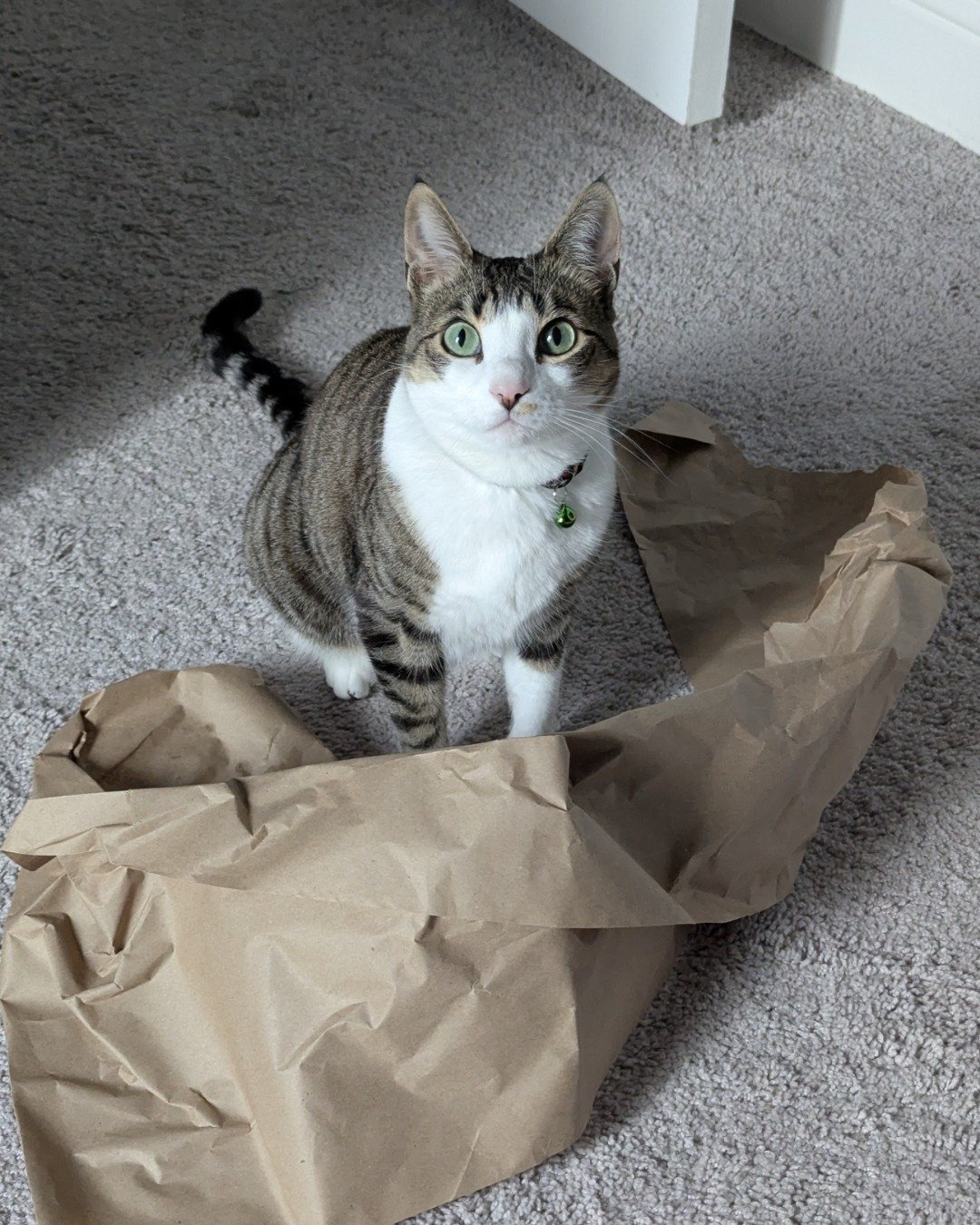 Kima the Piebald Shorthair. Bag, Floor, Cat, Kitten