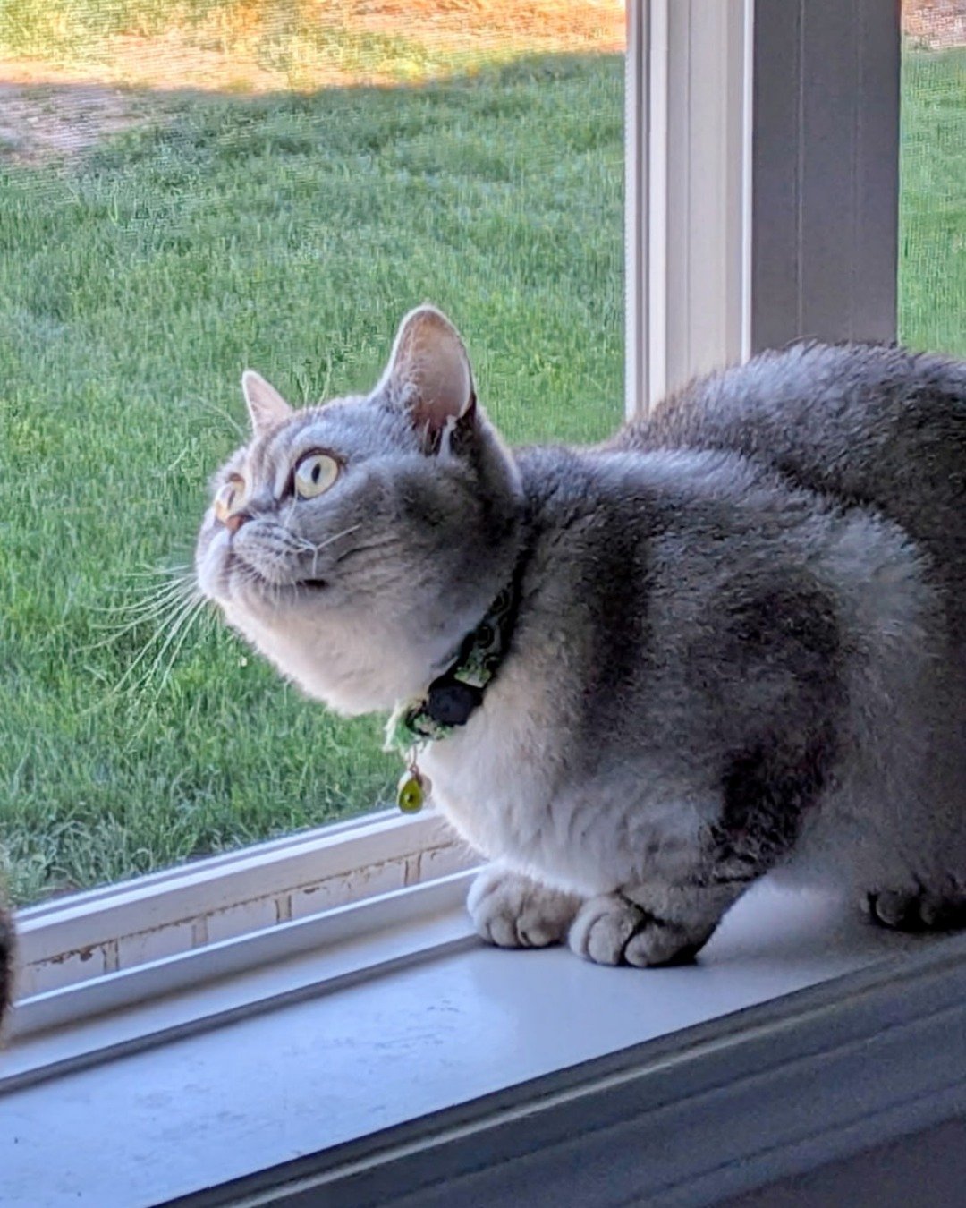 Charlie the British Shorthair. Grass, Plant, Window, Cat, Windowsill