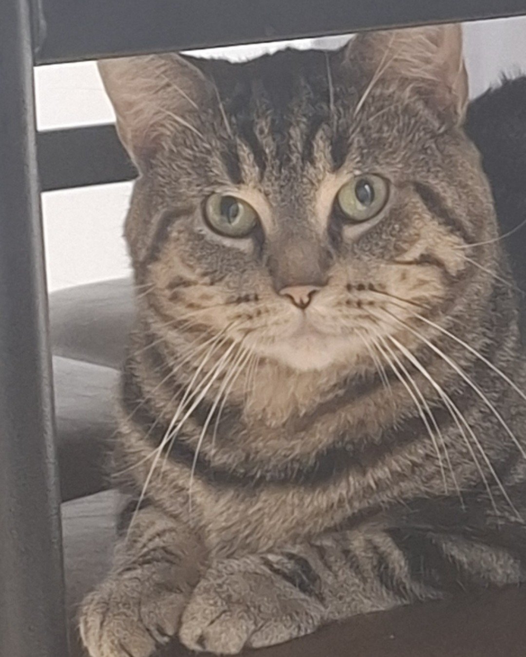 Hermes the taby. Abyssinian, Cat, Manx