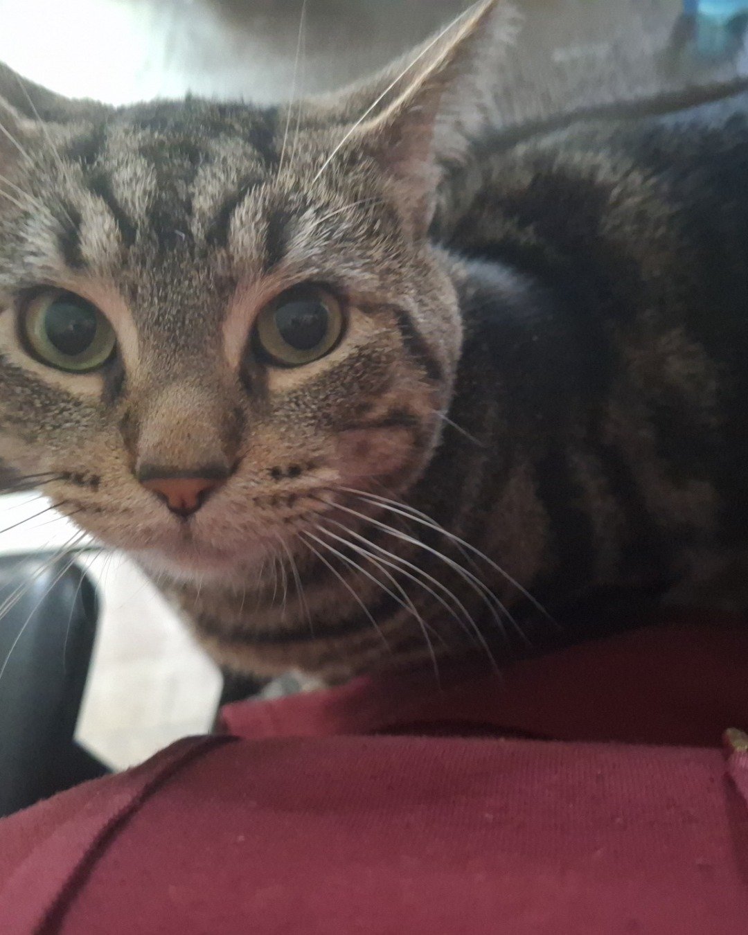 Hermes the taby. Abyssinian, Cat
