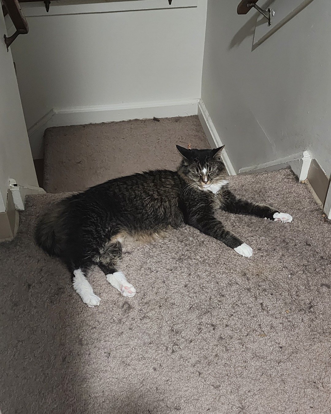 Jordan. Floor, Flooring, Cat, Indoors, Interior Design, Clothing