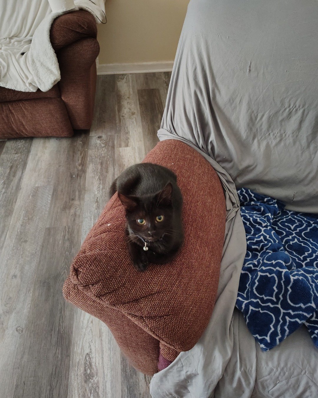 Fish. Cushion, Home Decor, Couch, Furniture, Cat, Chair