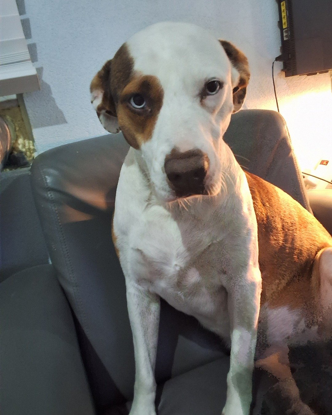 Daisy the Australian shepherd pit bull mix. Dog, Hound, Couch, Furniture, Chair, Puppy