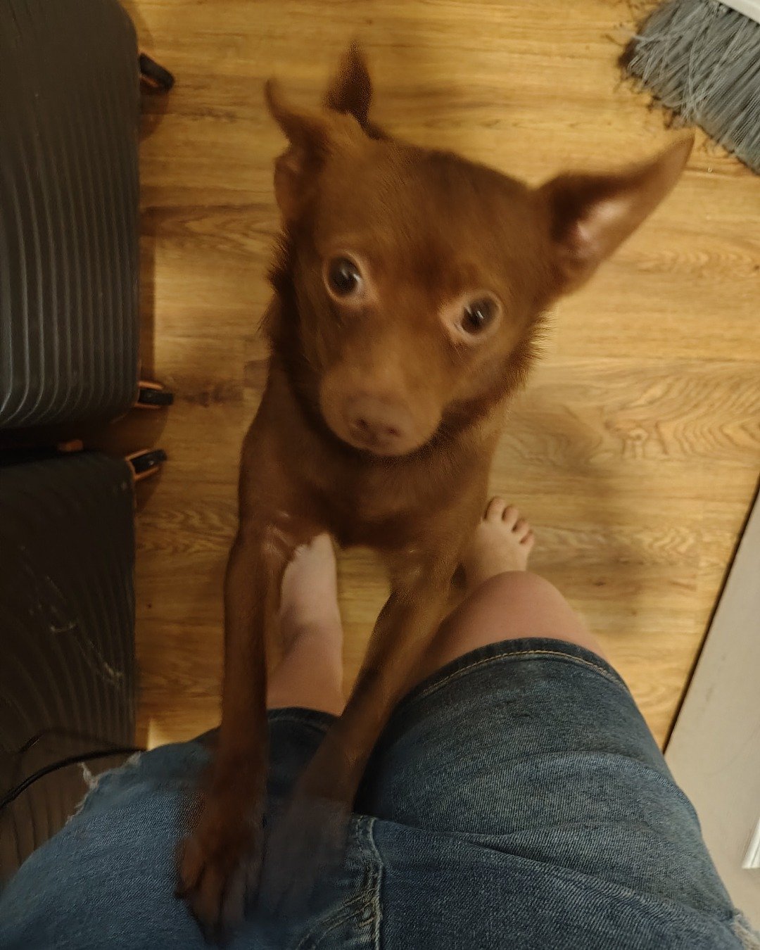 Coco the Chihuahua and Pomeranian. Clothing, Pants, Dog, Puppy, Wood, Barefoot