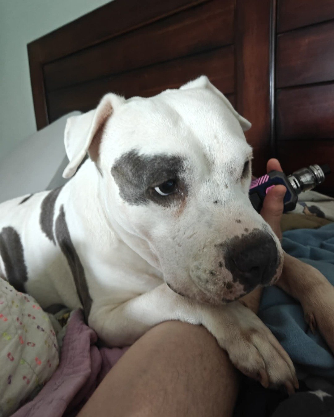 Kira the Pitbull. Dog