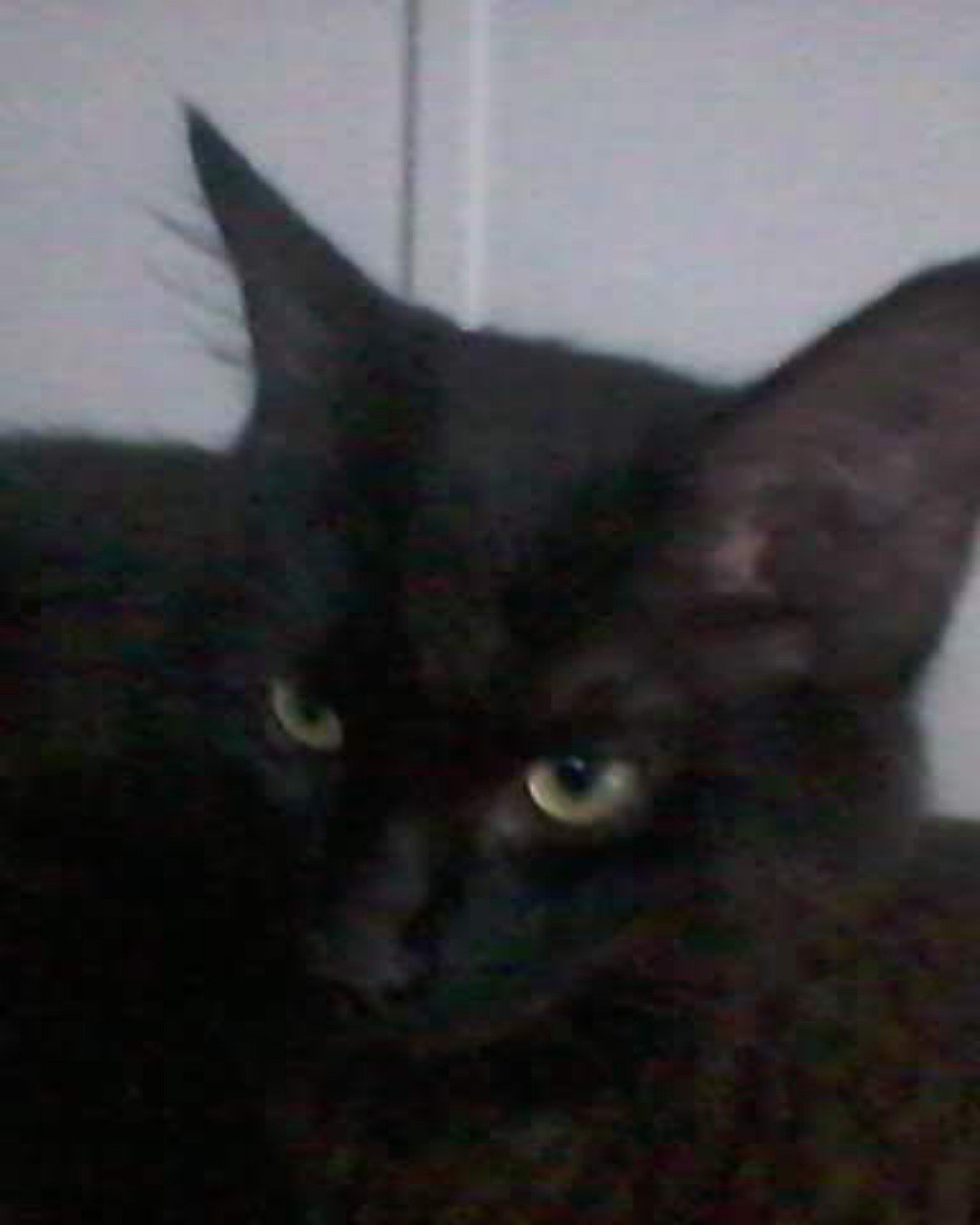 Sylvester the Unsure. Cat, Black Cat