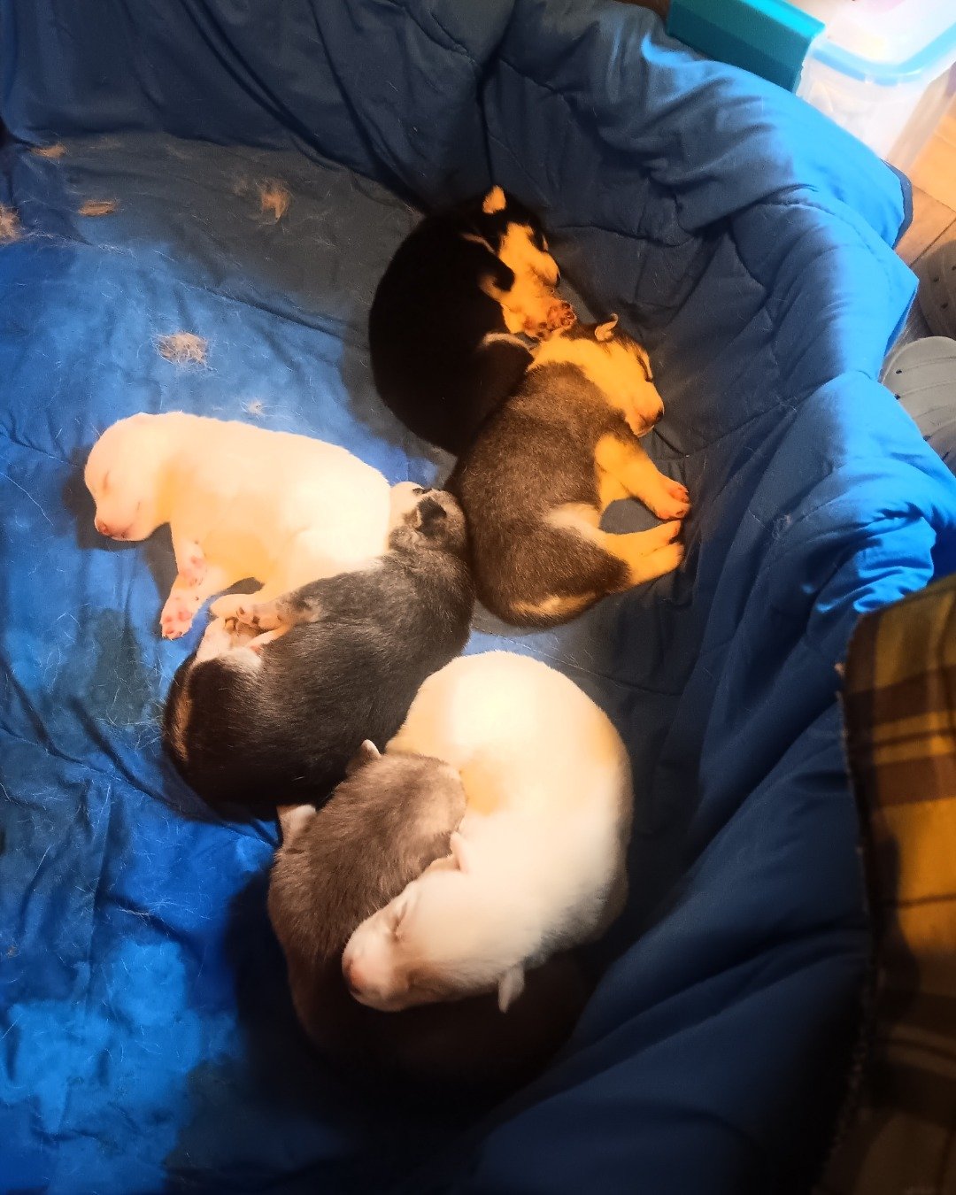 Puppies the Siberian Husky and German Shepard mix. Dog, Puppy, Person, Sleeping, Couch, Furniture