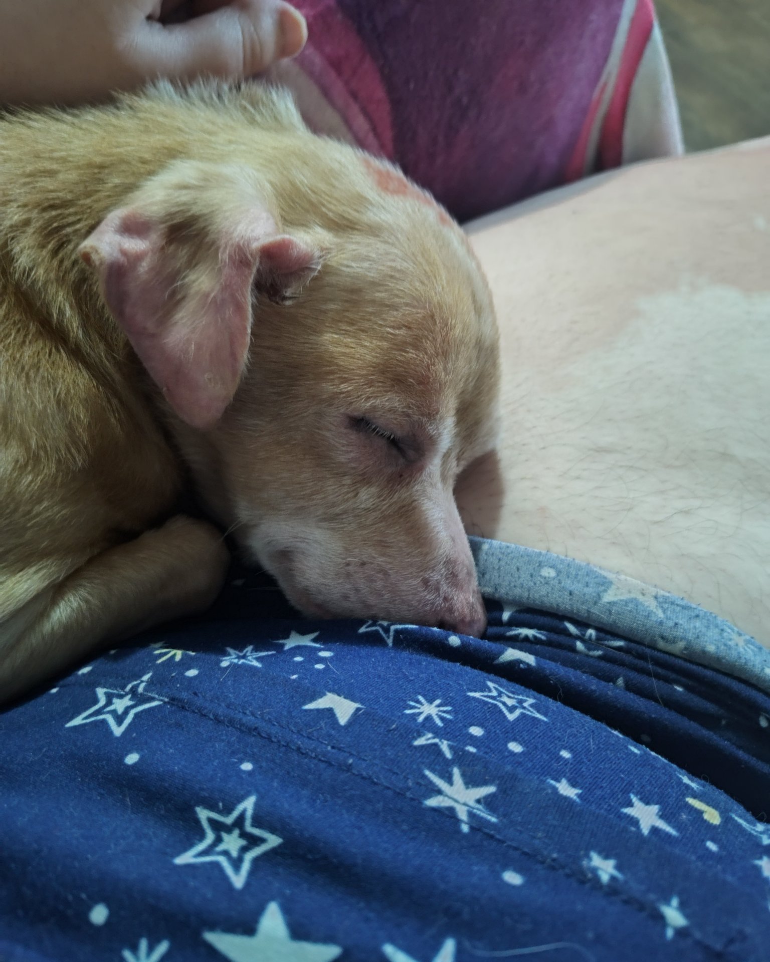 Sammy. Dog, Puppy, Person, Sleeping, Hound, Rat