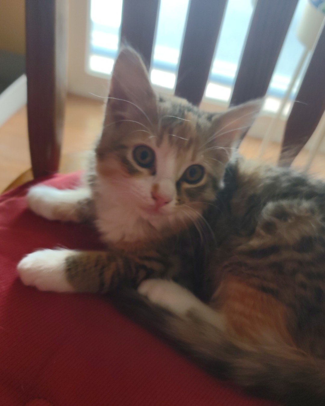 runt , abbey jr. ,and peanut butter cup the Tabby and calico. Cat, Kitten, Furniture