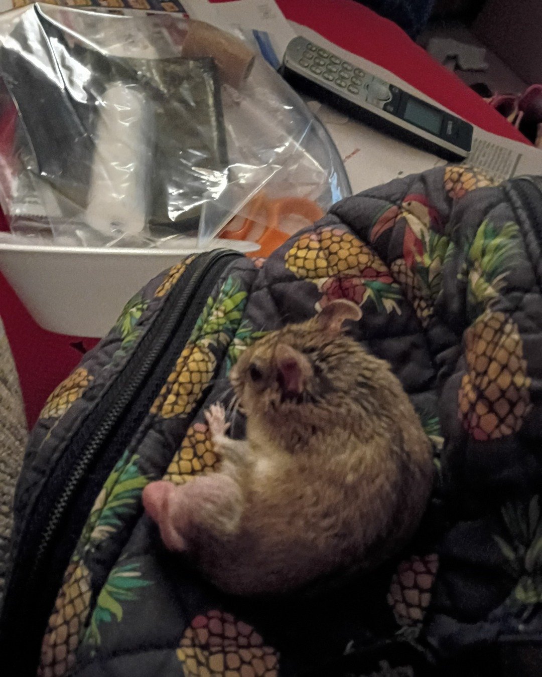 sam the cambell dwarf hamster. Cat, Electronics, Remote Control, Couch, Furniture