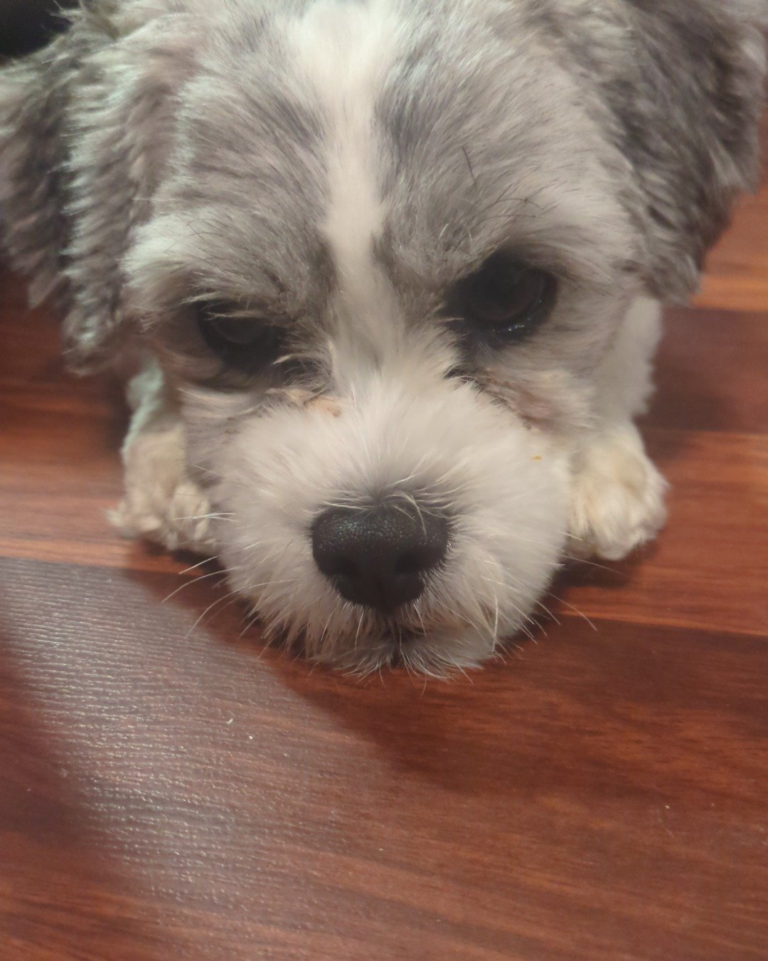 candy!🍭🍬. Dog, Puppy, Wood, Hardwood, Floor