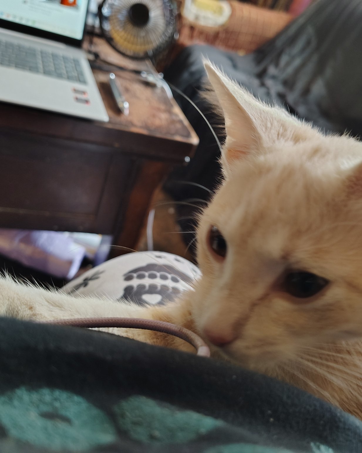 Aphrodite the orange kitty. Computer, Electronics, Laptop, Pc, Cat, Kitten
