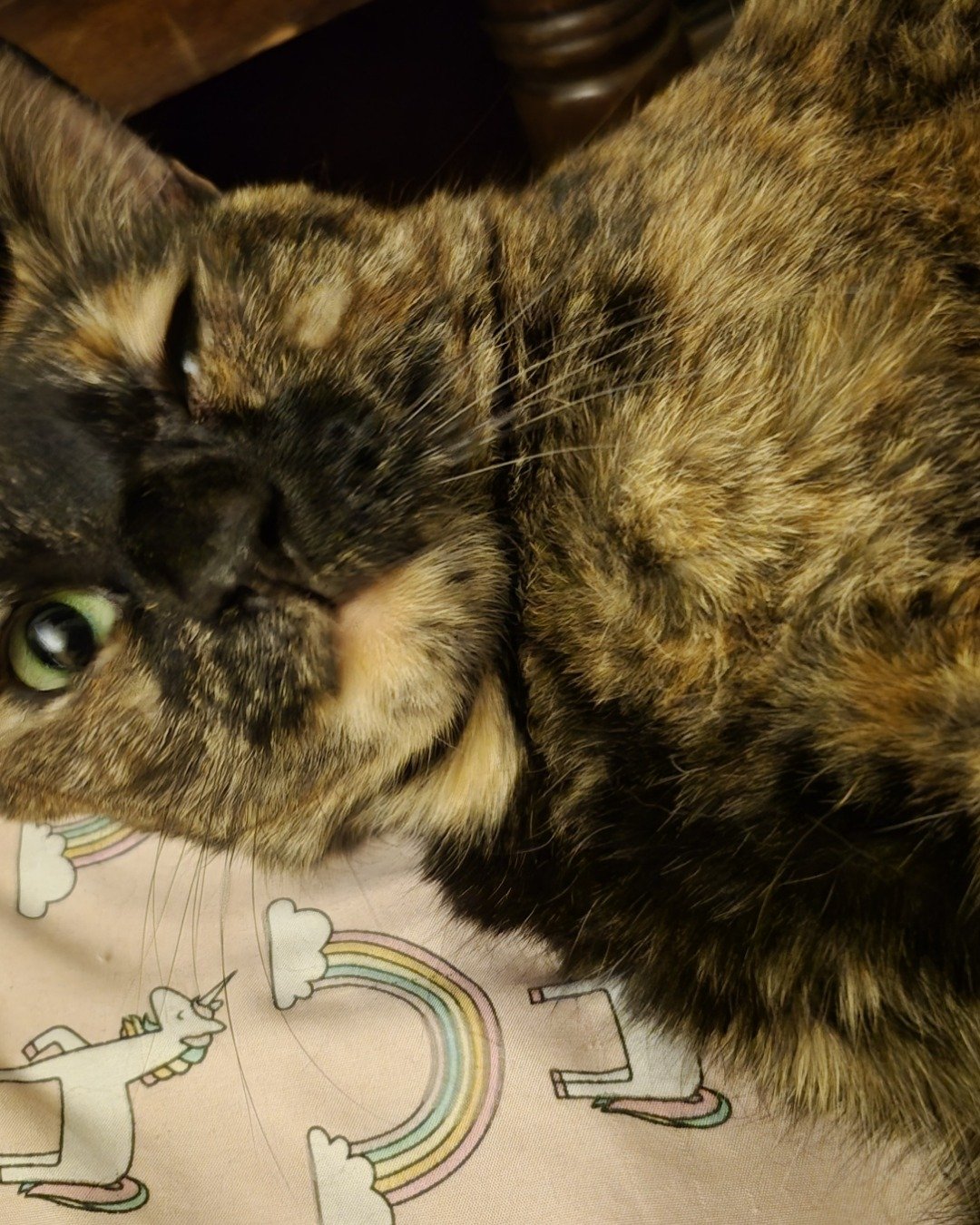 Celestine. Cat
