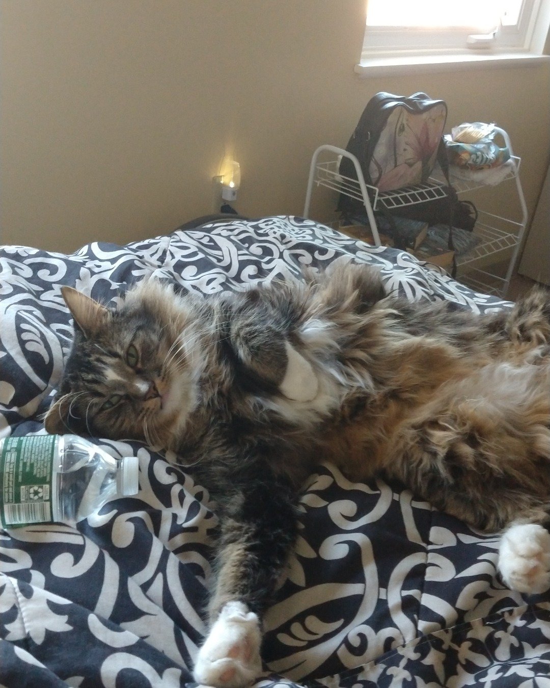 Jordan. Cushion, Home Decor, Furniture, Couch, Cat, Indoors