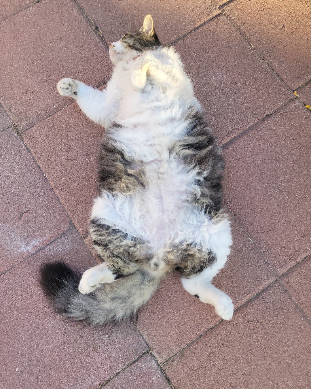 Farley Fart the tabby. Cat, Manx, Path, Brick, Floor, Kitten