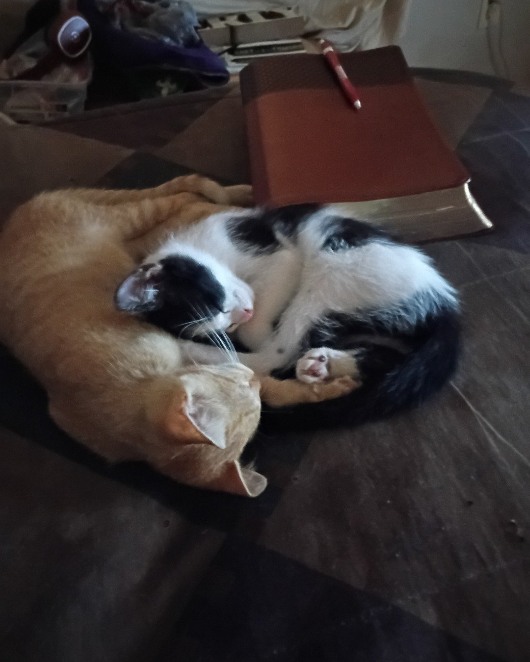Goldie & Cleo 🐱😽 the Kittens. Person, Sleeping, Cat, Kitten, Manx, Box