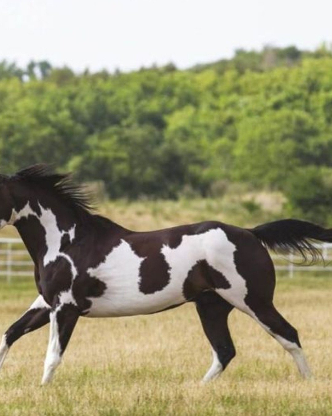 blue the paint horse. Cattle, Cow, Livestock, Andalusian Horse, Horse, Colt Horse