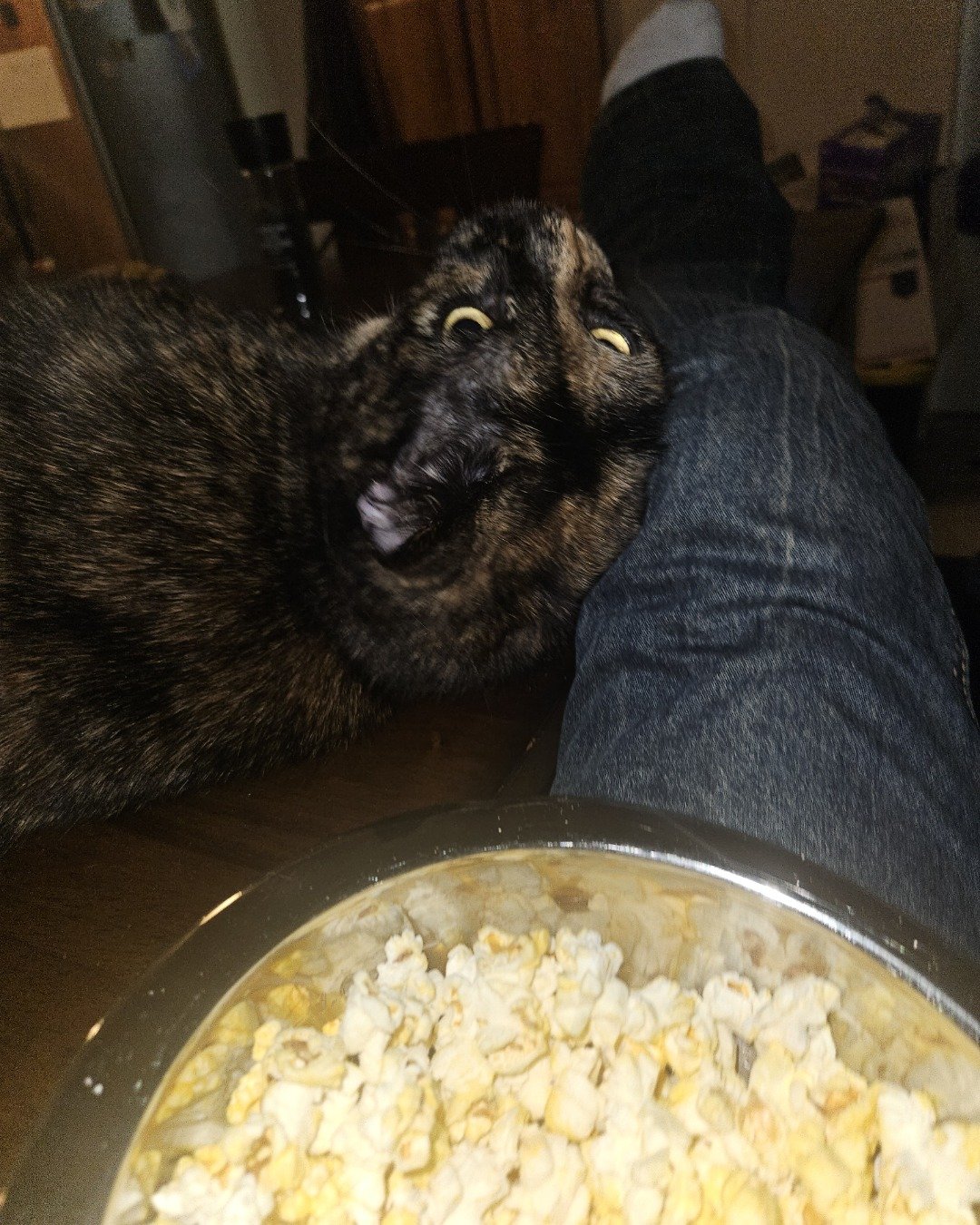 Snickers the Tortie shell. Clothing, Pants, Cat, Food, Popcorn, Jeans