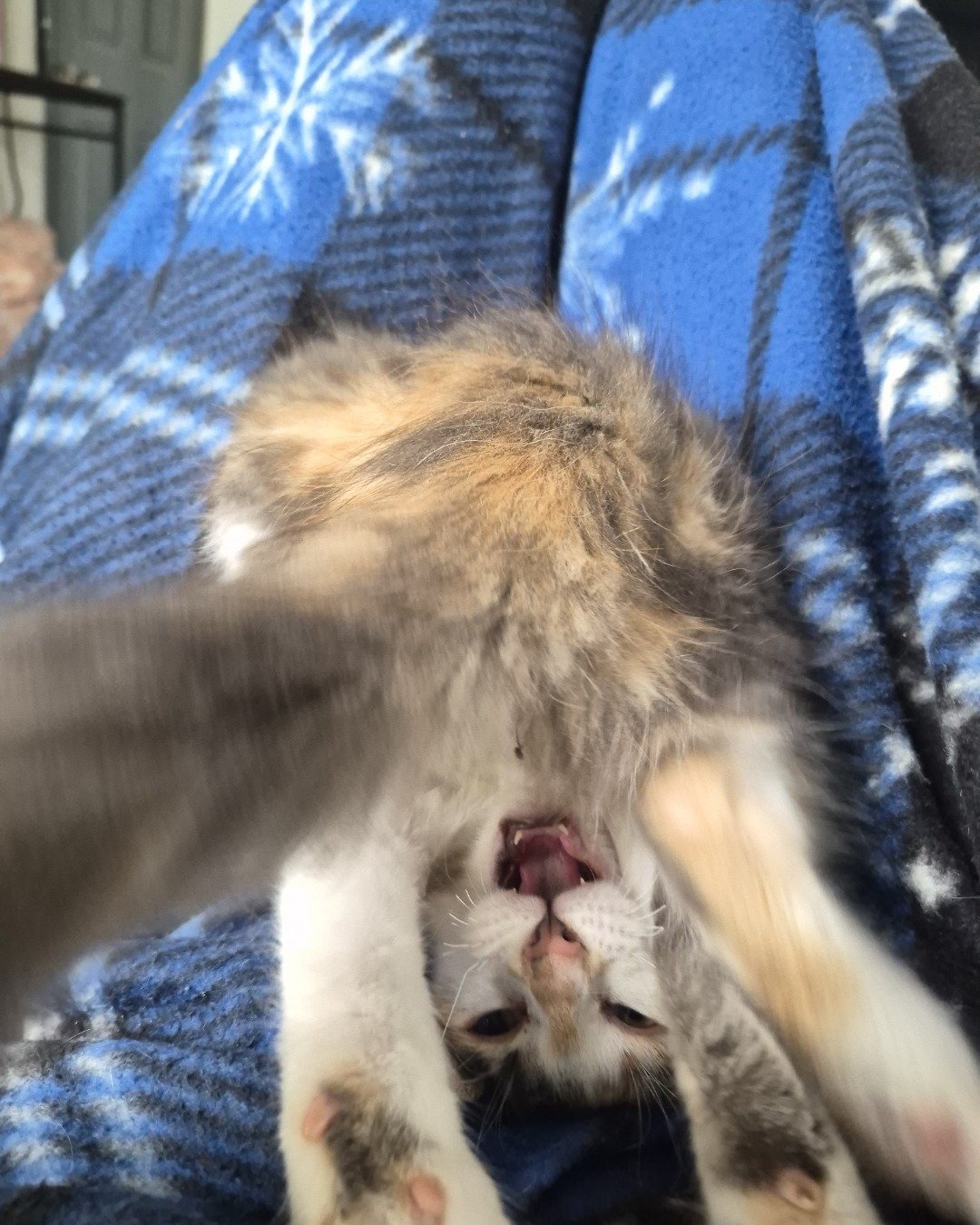 Dawn 🌅 the Domestic Shorthair — Calliby. Cat, Kitten, Blanket