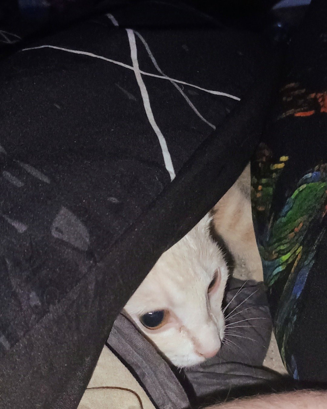Aphrodite the orange cat. Cat, Kitten