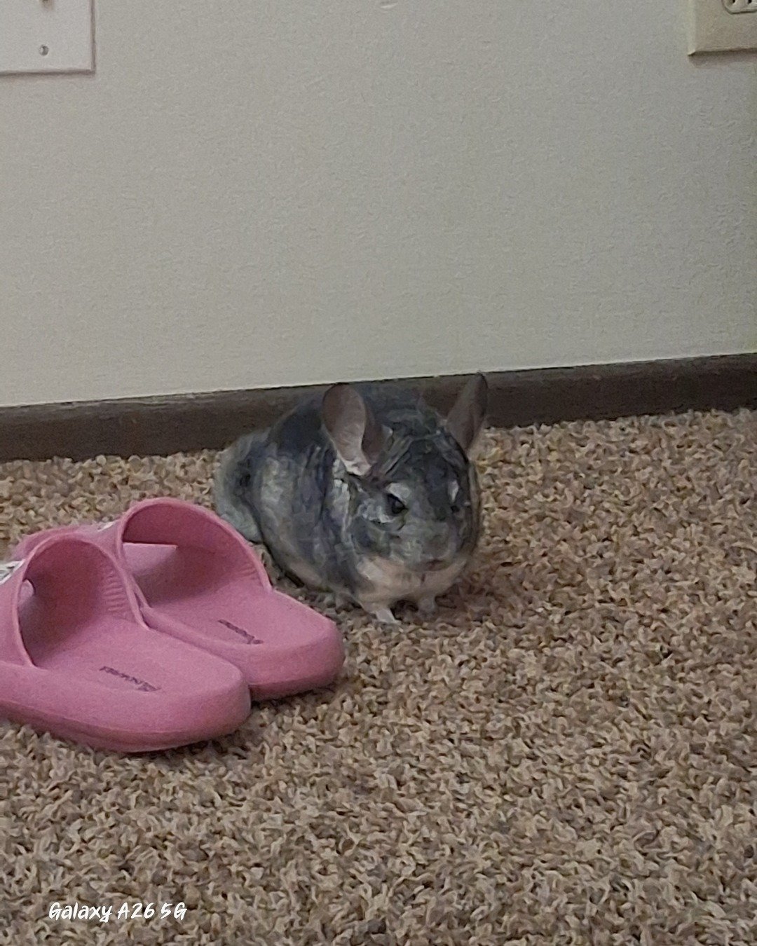 Chimmichanga the Chinchilla. Rodent, Clothing, Footwear, Sandal, Chinchilla