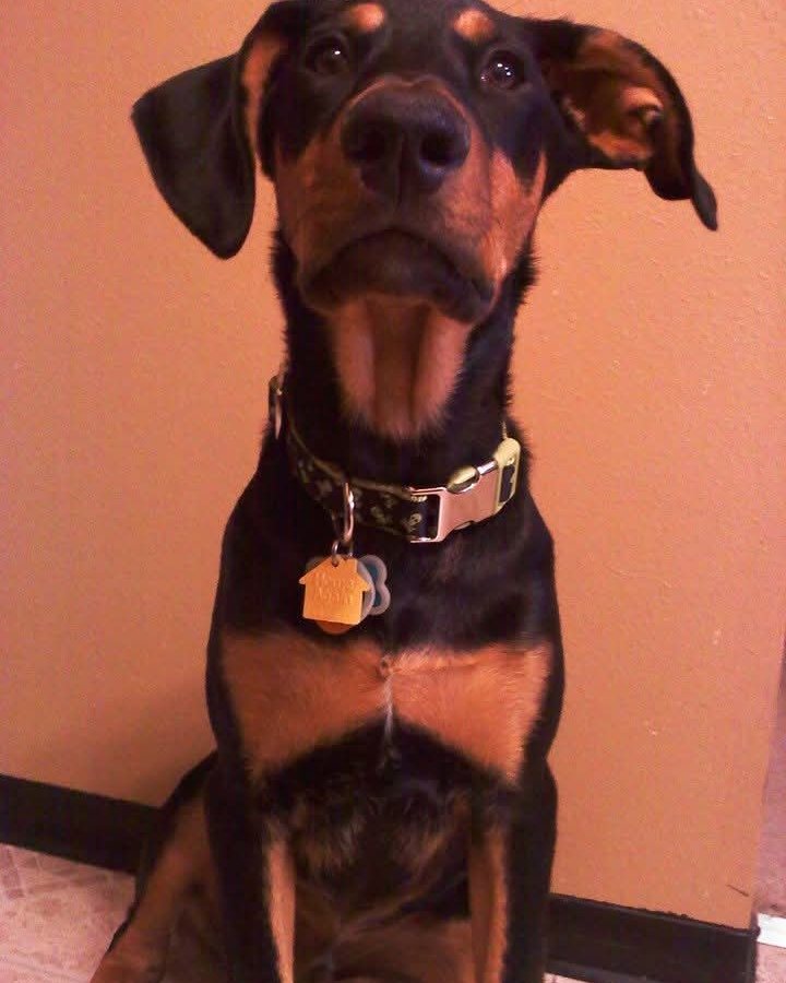 Dunn the Doberman Pinscher/Australian Shepherd. Dog, Hound, Accessories