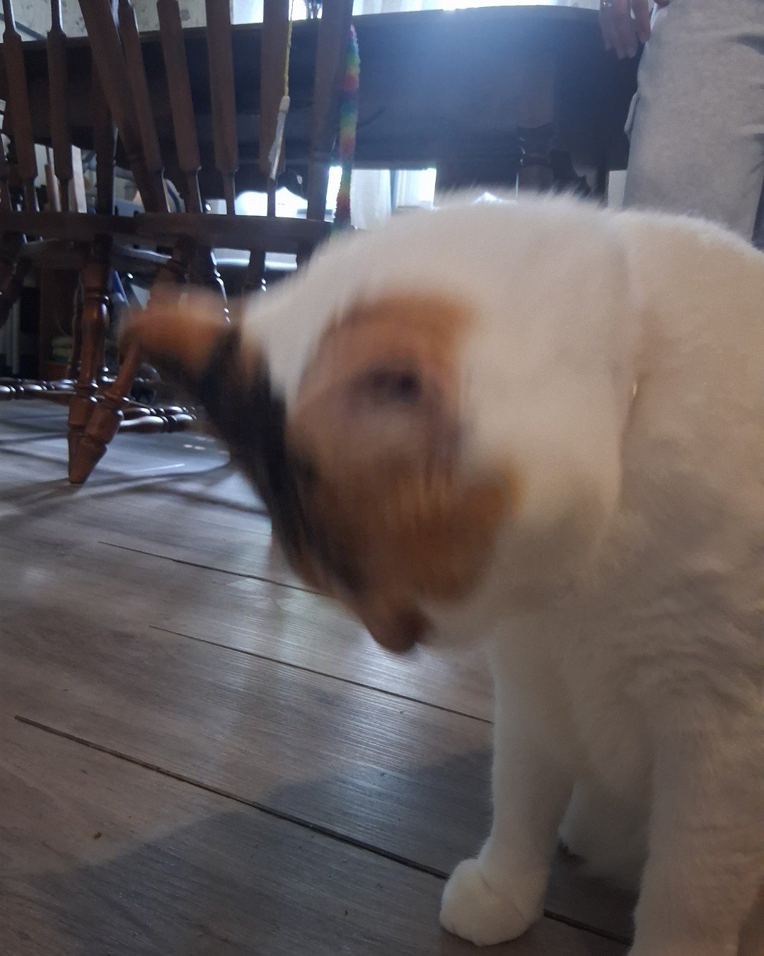 Callie the Calico maincoon. Wood, Floor, Dining Table, Furniture, Table, Flooring
