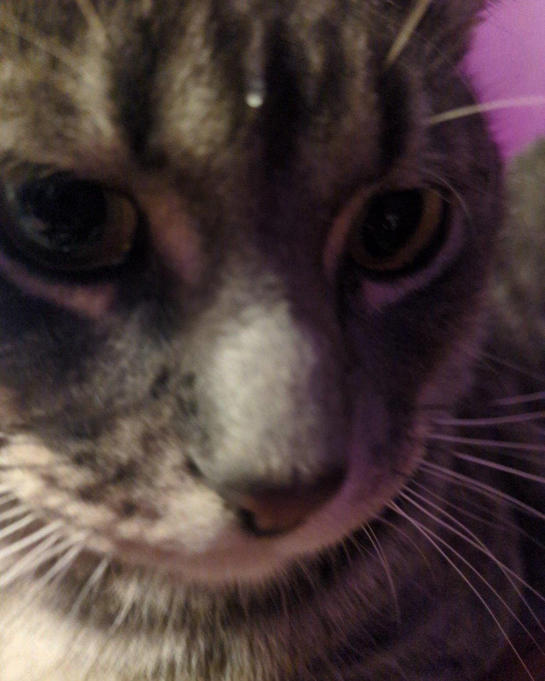Max. Cat, Kitten