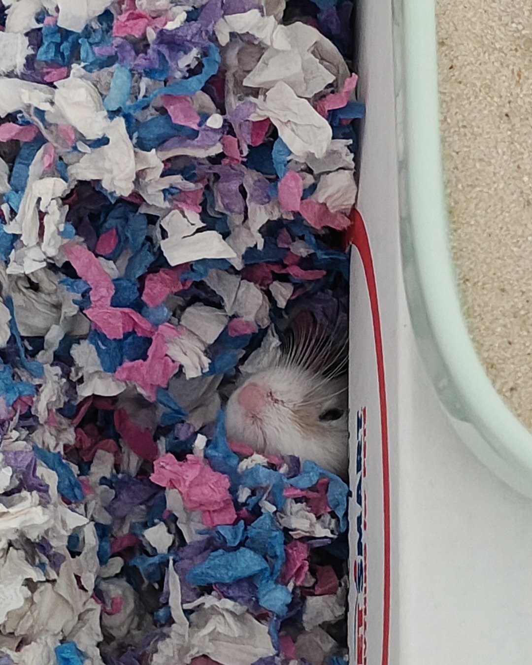 Mr. Pickle Pants the dwarf hamster. Flower, Petal, Plant, Rat, Rodent