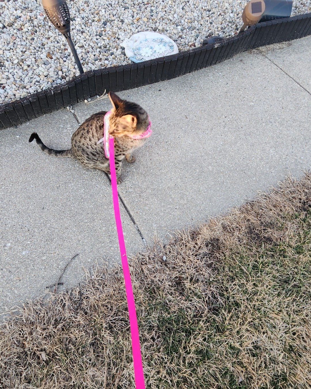 Mona the Savannah. Accessories, Strap, Leash, Cat, Path