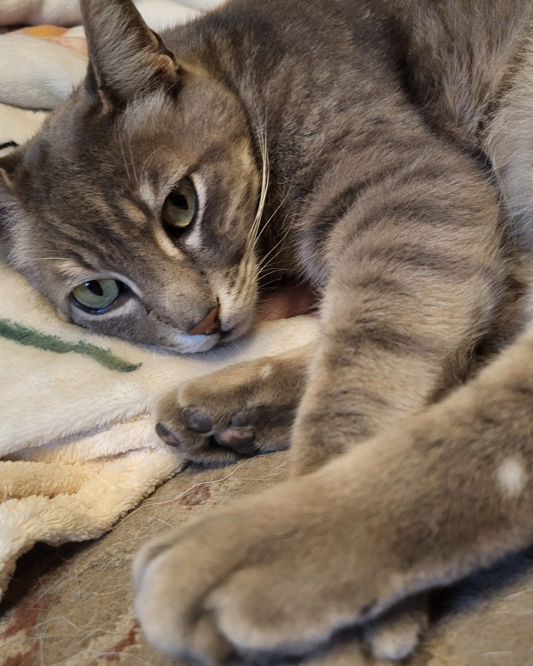 Jack the Tabby. Abyssinian, Cat