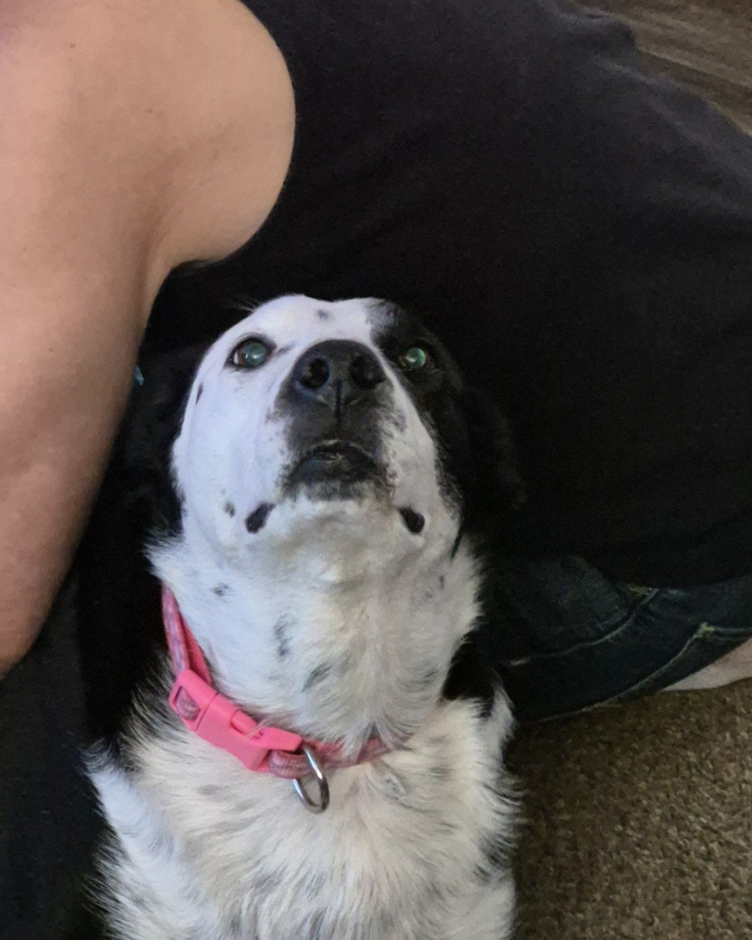 stevie the border collie/lab. Dog, Hound, Puppy