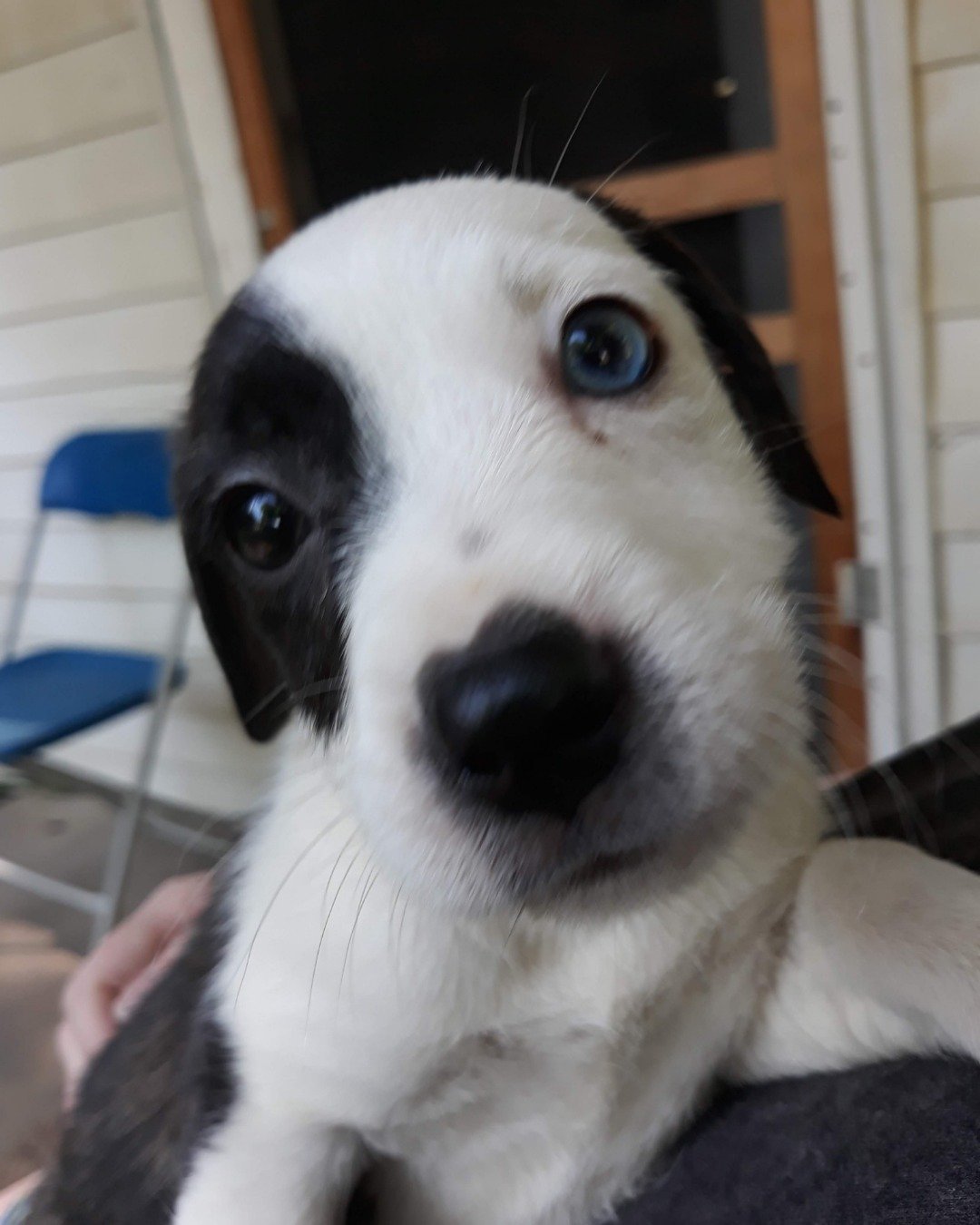 Willie the terrier. Dog, Puppy, Hound