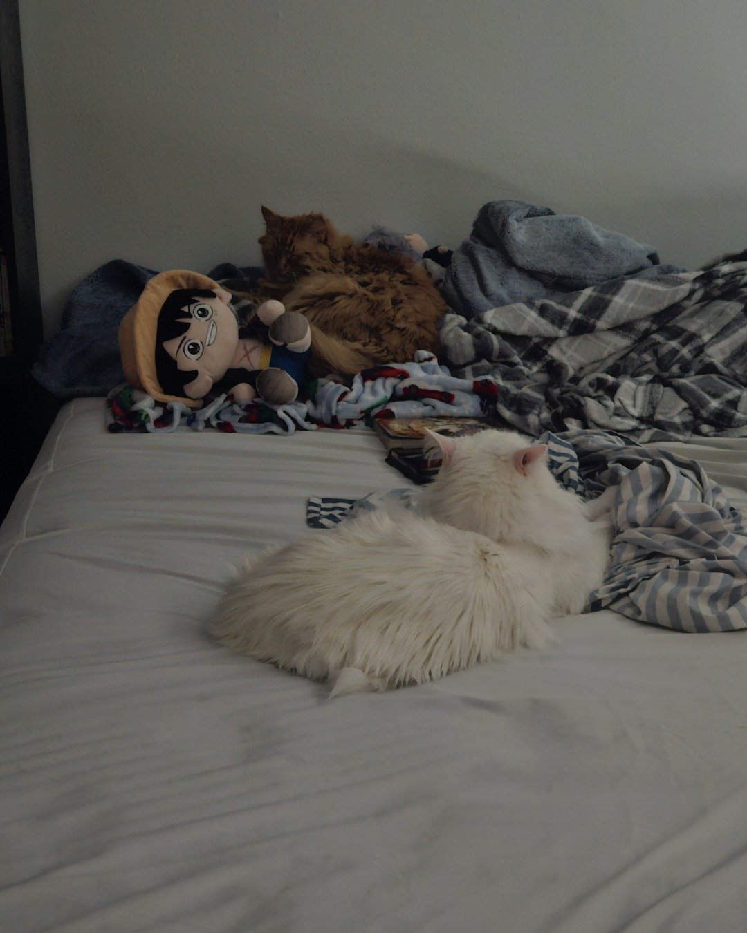 Smudge ( Orange ) And Marshmallow ( White ). Couch, Furniture, Plush, Toy, Cushion, Home Decor