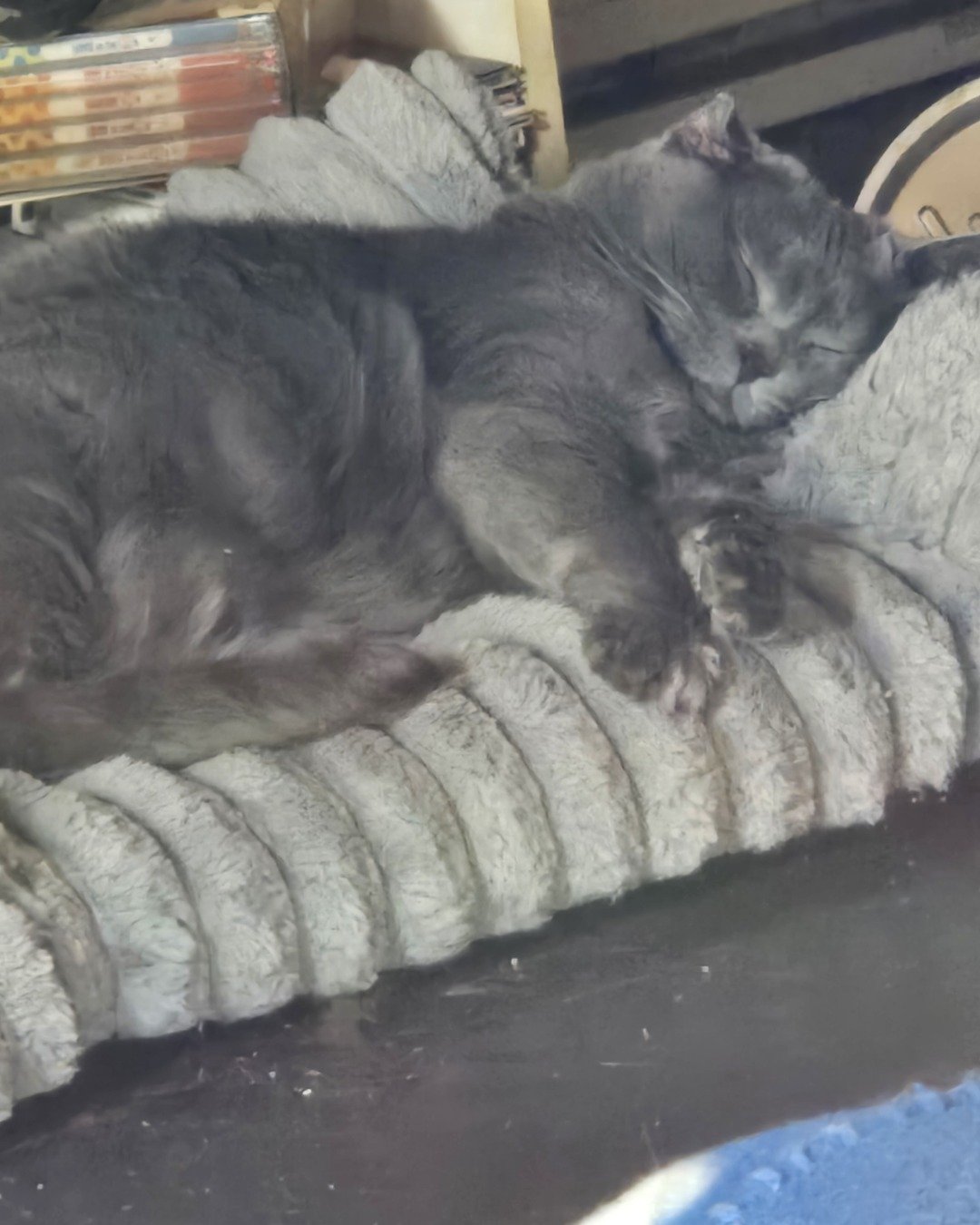 Lilac the SDH. Couch, Furniture, Person, Sleeping, Cat, Kitten