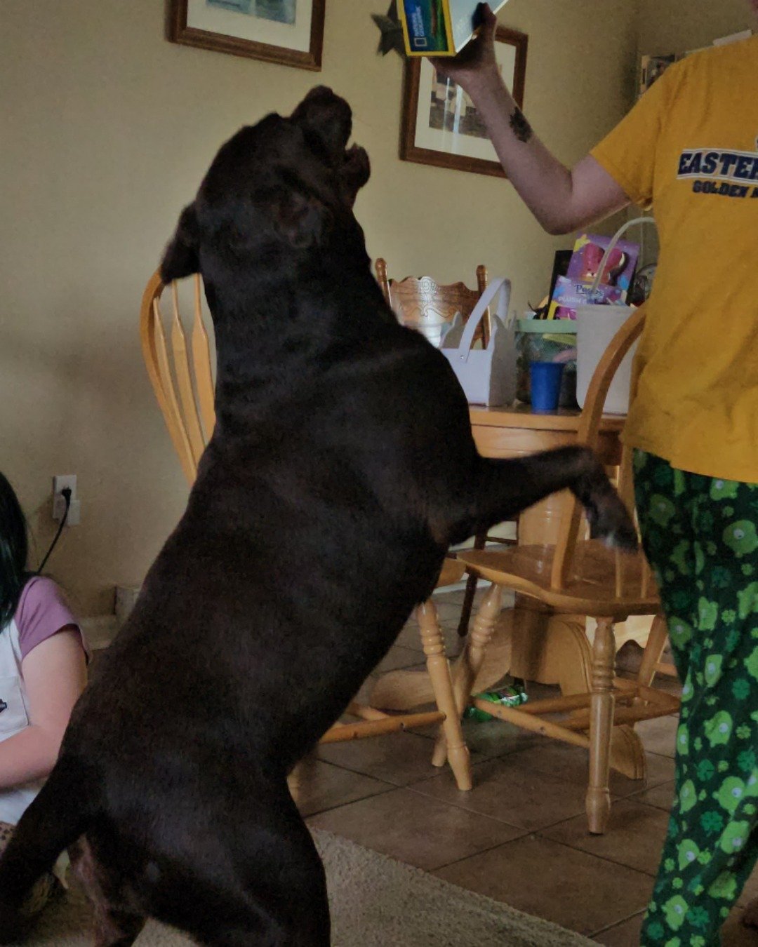 Roscoe the chocolate lab. Dining Table, Furniture, Table, Person, Dog, Labrador Retriever