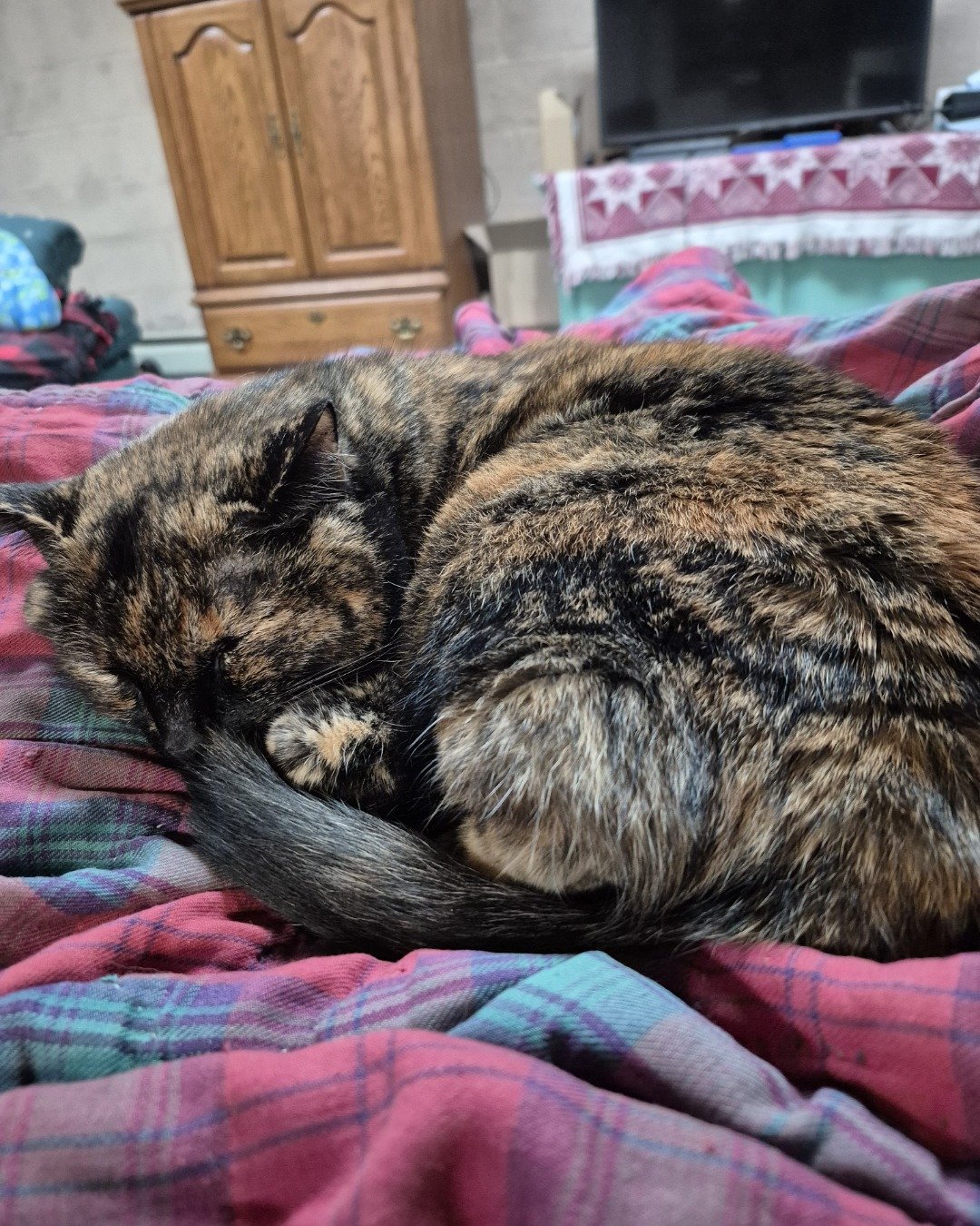 Zeros. Blanket, Furniture, Cat, Bed