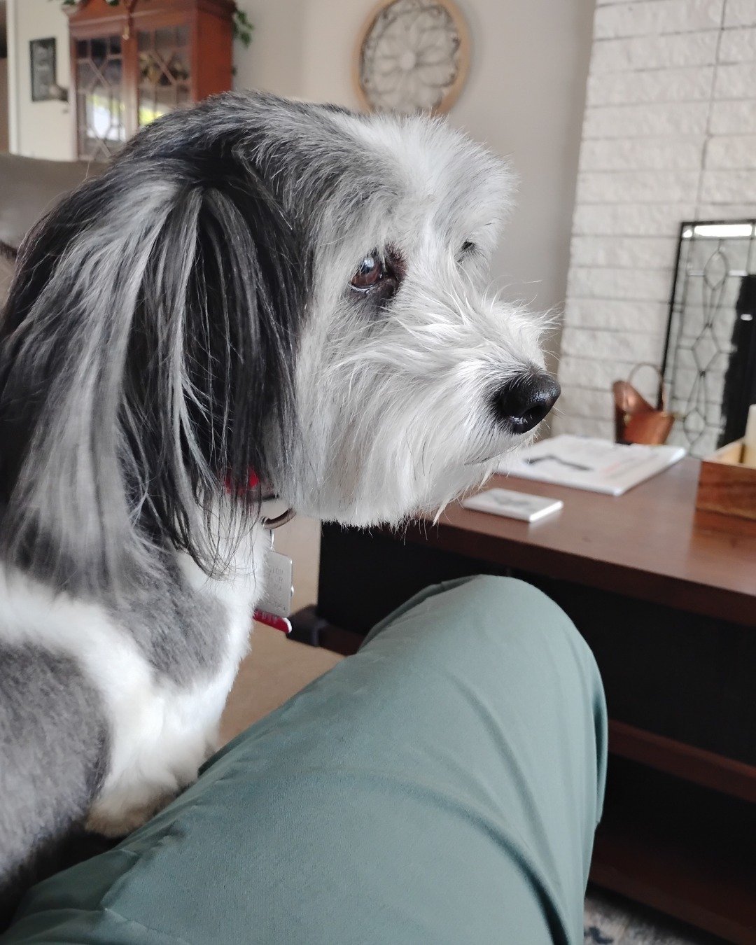 Mardy. Couch, Furniture, Dog, Puppy, Architecture, Building