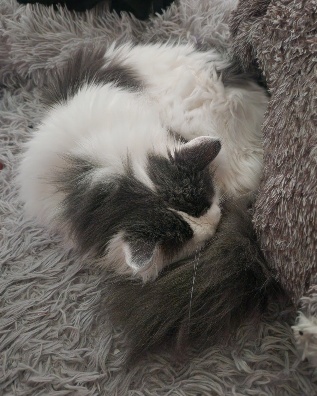 Twinkie the Maine Coon/Ragdoll. Cat, Kitten
