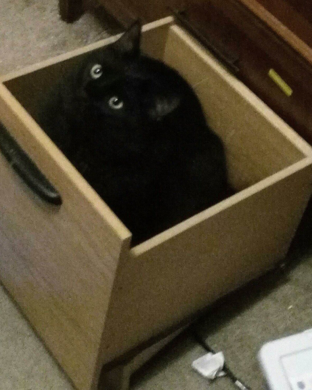 Sylvester the Unsure. Box, Drawer, Furniture, Cat