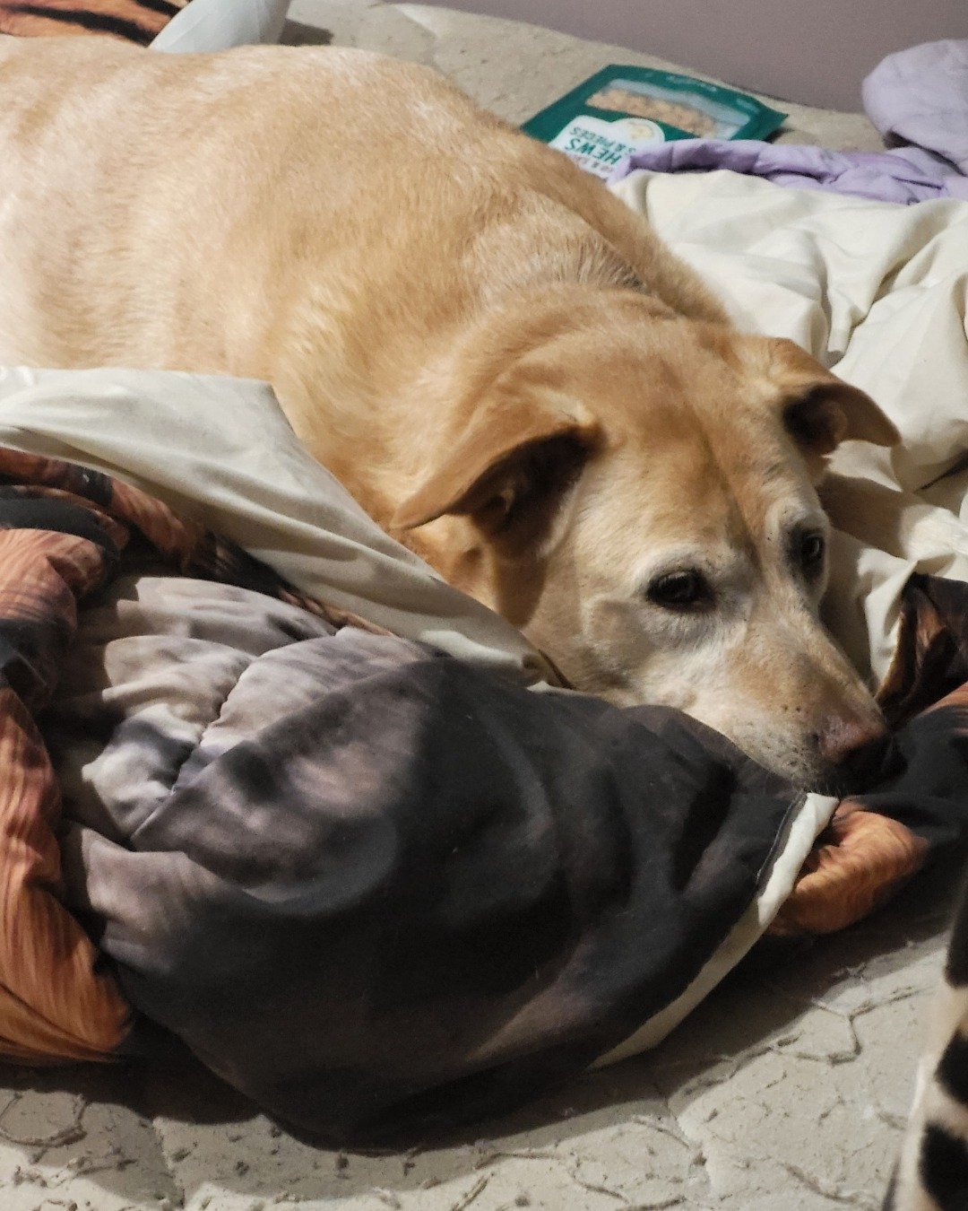 Roxie the Lab. Dog, Blanket, Furniture