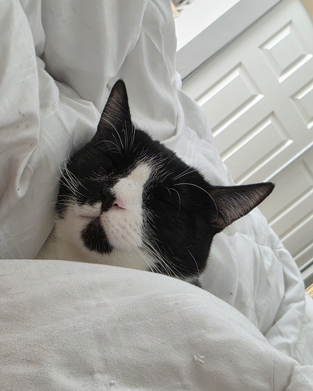 Lorelai the Tuxedo. Blanket, Cat, Kitten, Furniture