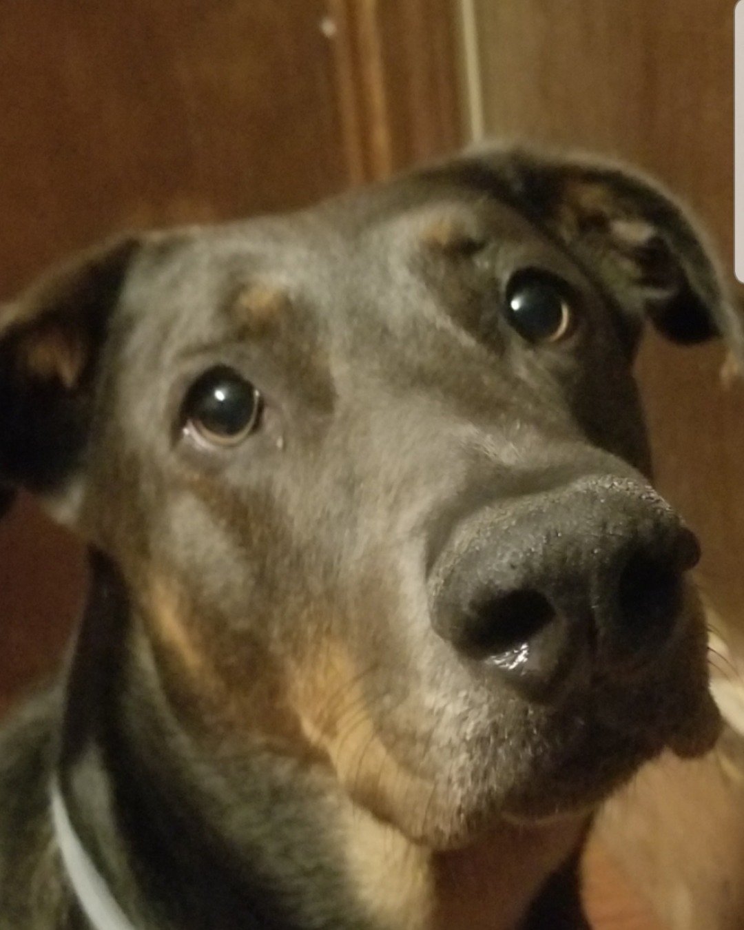 rox&blue the doberman pinscher. Dog, Great Dane