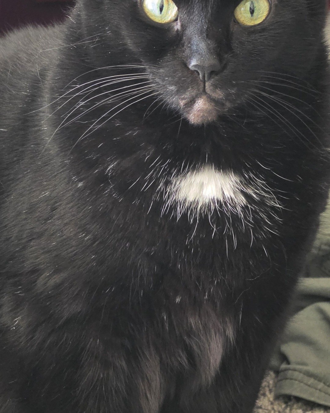 Unity. Cat, Black Cat