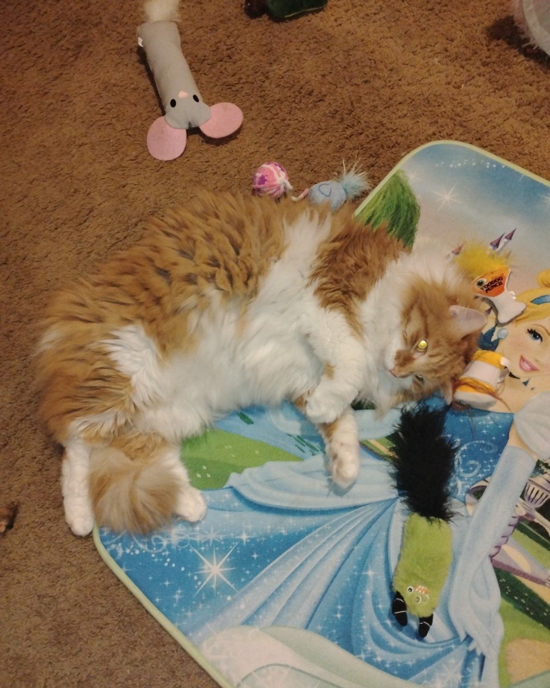 Lucky. Toy, Cat, Kitten