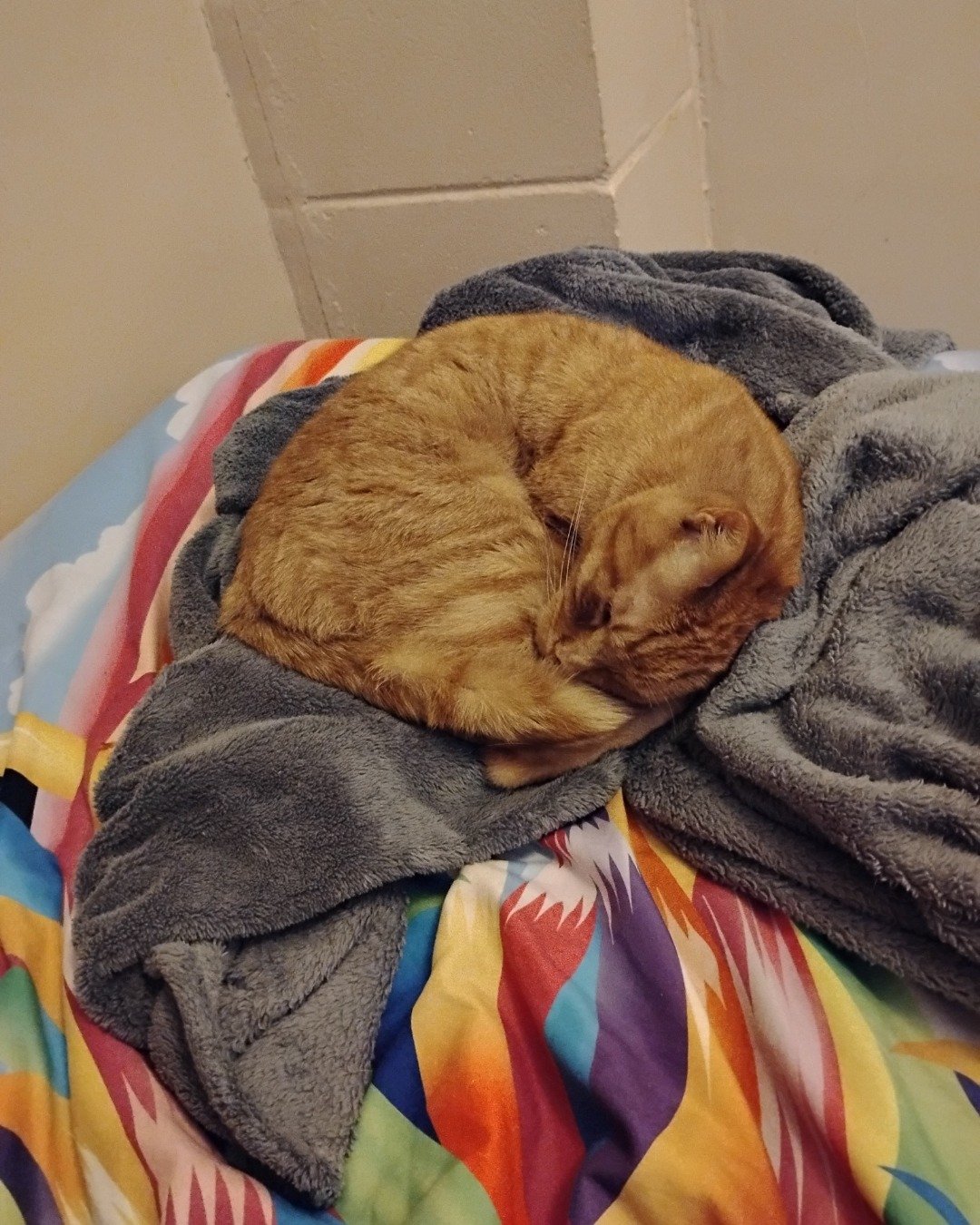 Tiger the tabby. Blanket, Cat