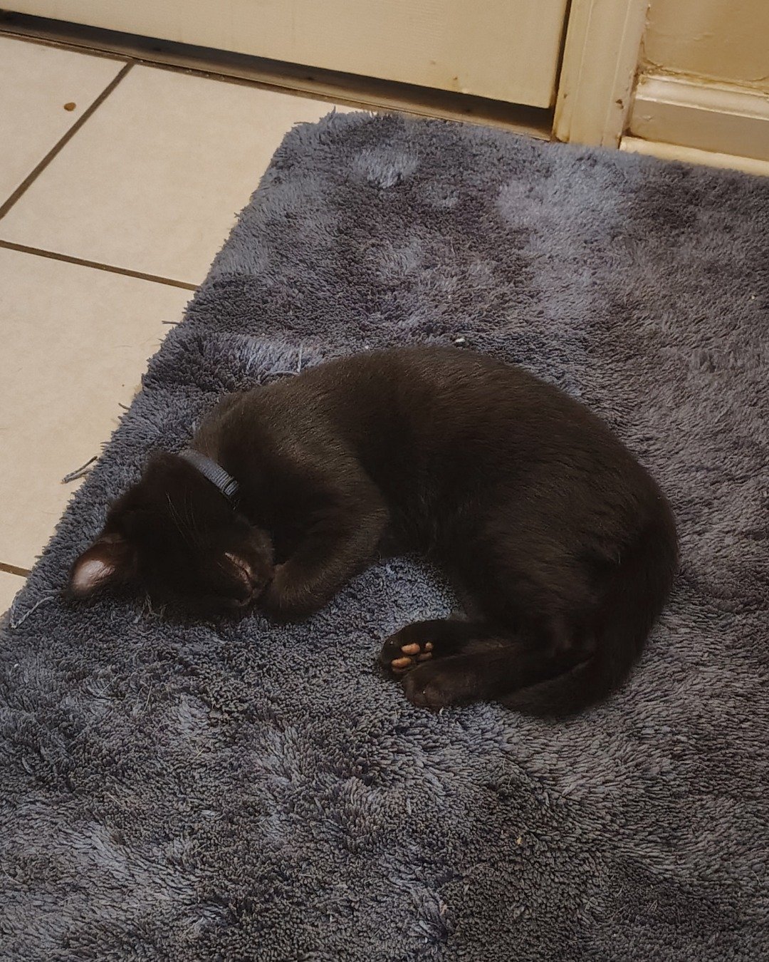 Fish. Home Decor, Rug, Floor, Cat