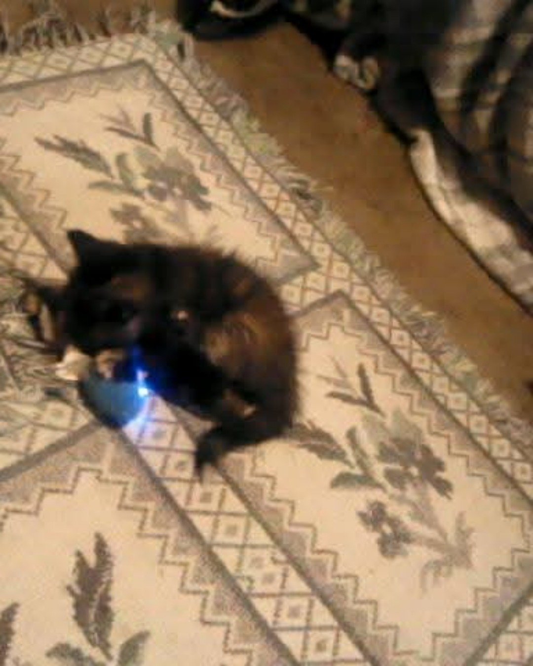 Gizmo. Home Decor, Cat, Kitten