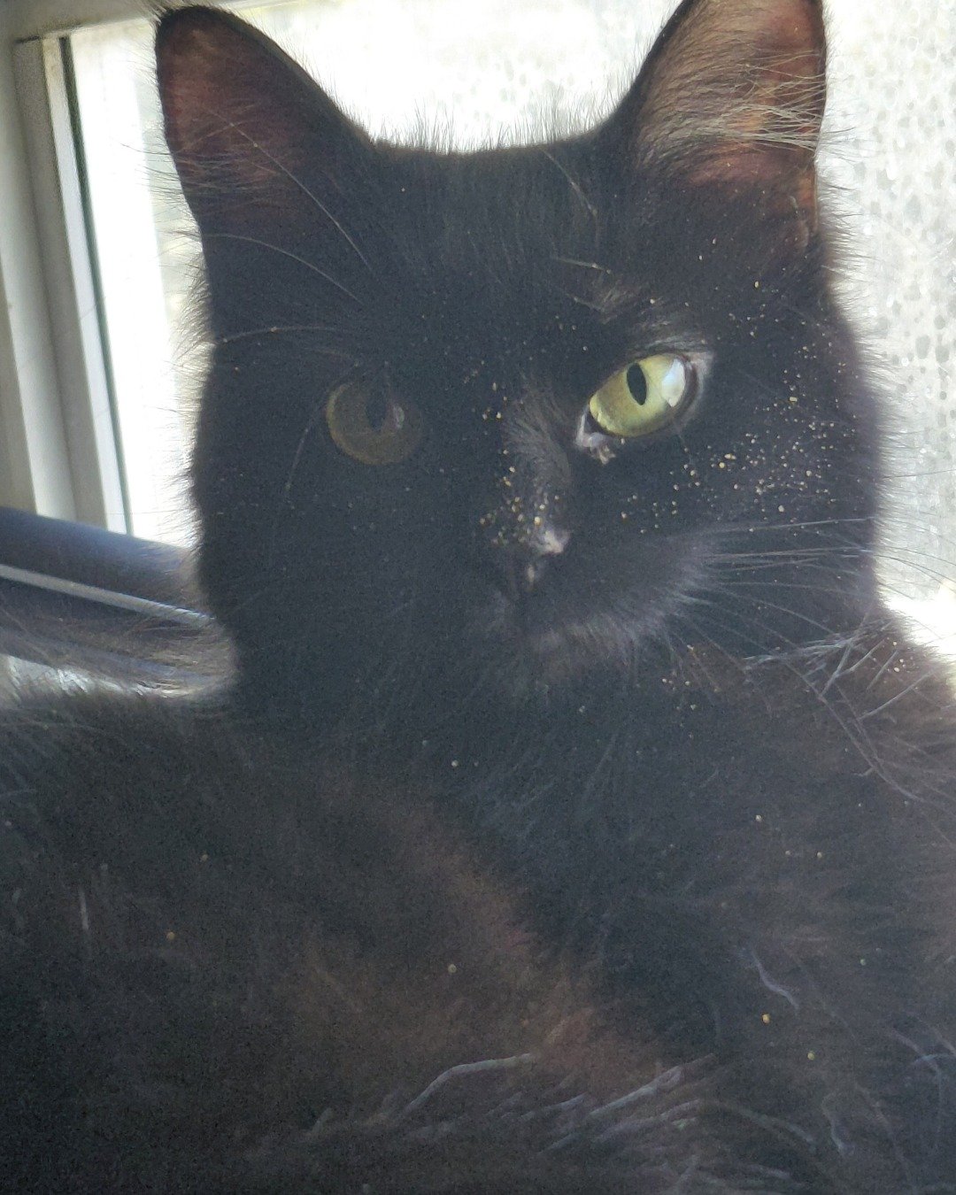 Kitty. Cat, Black Cat